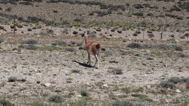 Slow-motion clip showing a lone guanaco near a fence.