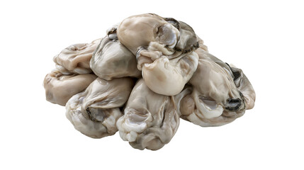 Isolated pile of fresh shucked raw oysters, a healthy gourmet seafood delicacy ready for cooking © Gabriel
