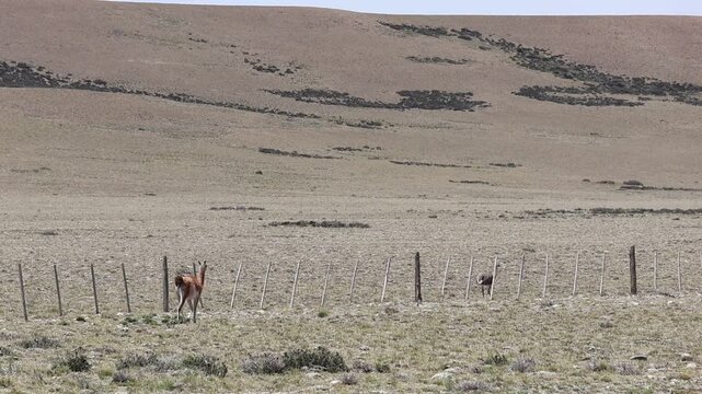 The video shows a guanaco in front of a fence and a rhea on the other side; both are in their natural habitat, where the fence has been installed by sheep farmers.