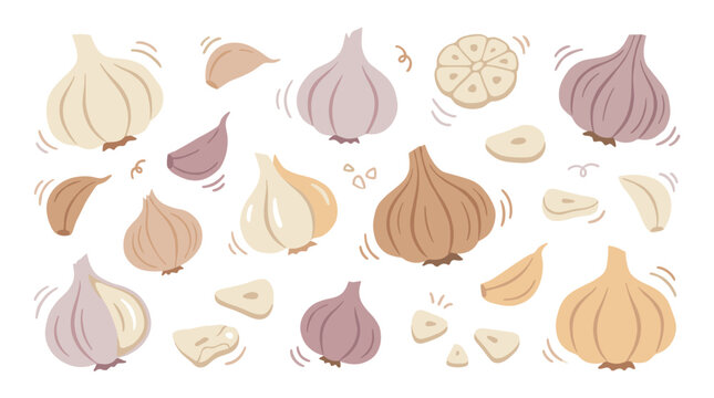 Set of fresh garlic bulbs and cloves in rustic style, kitchen spices for healthy cooking, organic harvest ingredients, natural food illustration