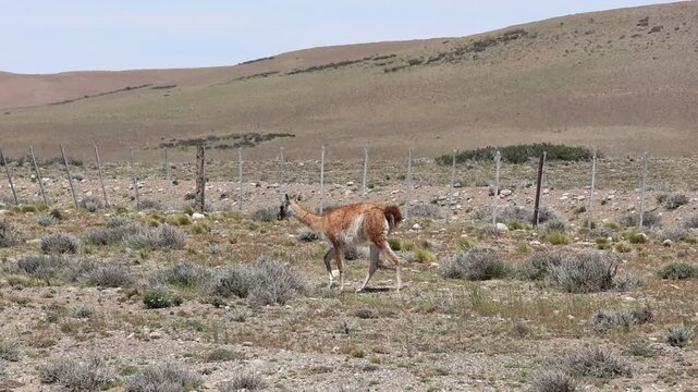 A guanaco roaming freely in its natural habitat, which is crisscrossed by a rancher's fence in Argentine Patagonia.