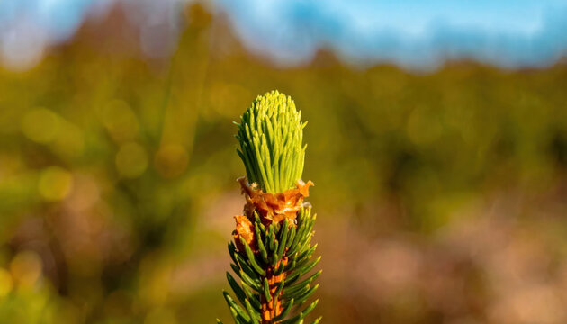 Pine shoot with fresh green needles and orange pollen against softly blurred forest background in warm natural light