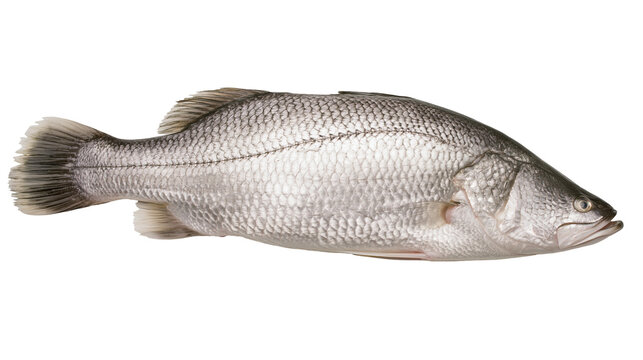Isolated fresh whole raw silver barramundi fish for healthy delicious gourmet cooking