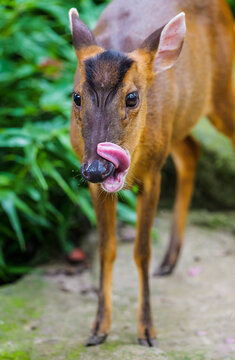 The cute little deer licking its nose, its wet nose, yellow-brown fur, and lively big eyes