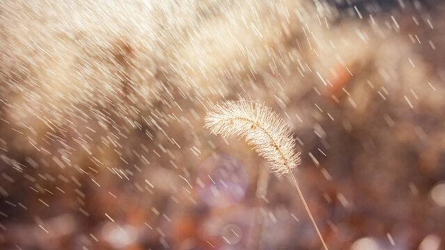 Macro shot of a foxtail grass seed head with airborne pollen particles drifting in warm natural light.