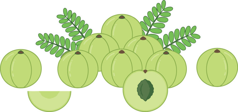 Fresh green Indian gooseberry vector illustration with whole amla fruits cut half showing seed slice and green compound leaves for herbal wellness graphics