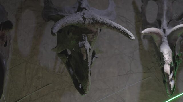 A compelling static shot showcasing a curated wall exhibition of various Ceratopsidae (horned dinosaur) fossil skulls. 