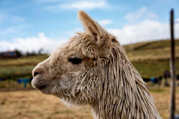 Obraz premium Close up profile of alpaca in the Andean highlands of Peru