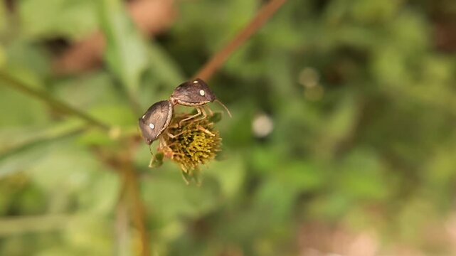 Macro shot of mating tortoise beetles on a small wildflower in a green field