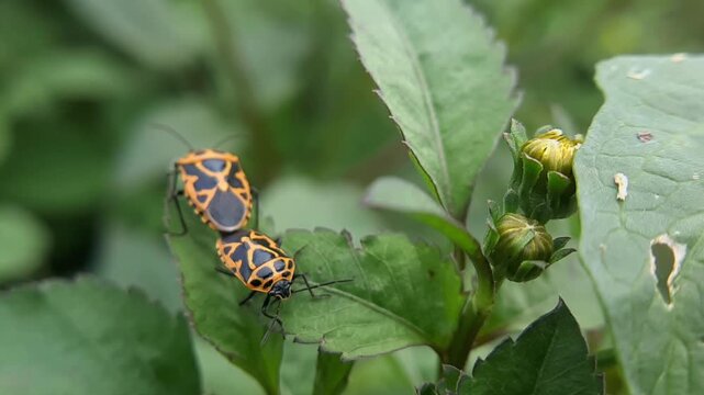 Close-up of mating harlequin bugs on a vibrant green leaf in the garden