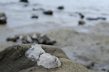 Oyster Shells Attached to Coastal Rock with Shallow Water Waves in Background © Aquarius Creative