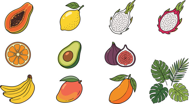 Tropical fruit vector elements collection with papaya dragonfruit avocado mango banana and green monstera palm leaves