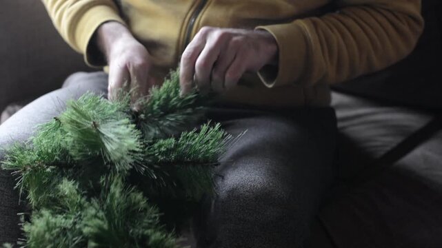 Hands fluffing and spreading branches while preparing Christmas tree for decoration