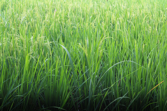Lush green rice paddy field with growing rice plants in agricultural farmland