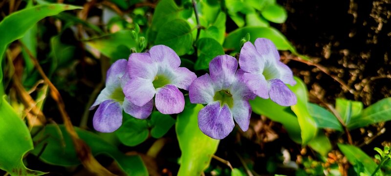 purple crocus flowers