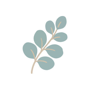 Illustration of a eucalyptus branch with leaves