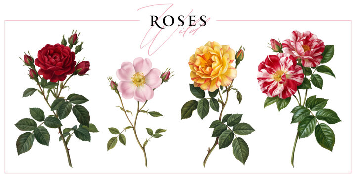 Colorful wild roses isolated on a white background. Vintage painting style illustration.