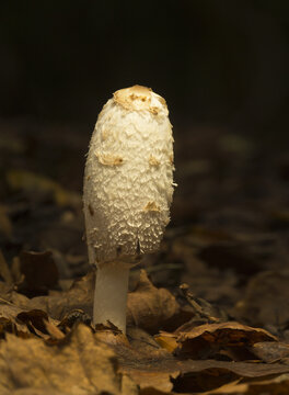 View of a shaggy ink cap mushroom with a white cylindrical cap growing among fallen brown leaves in the United Kingdom.