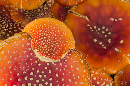 View of Fly Agaric mushrooms with vibrant red caps and white spots on the forest floor, Bean Woods, Kent, United Kingdom.