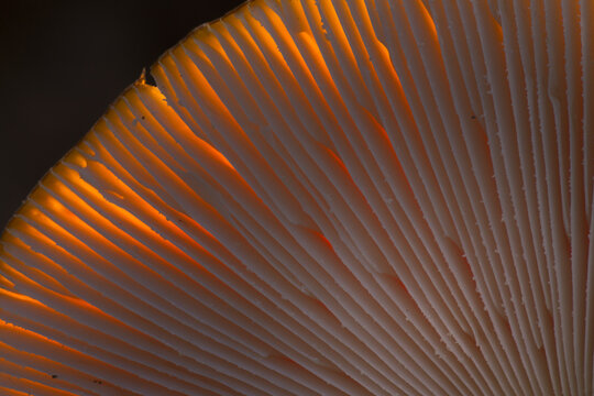 View of Fly Agaric mushroom gills backlit with warm orange light showing delicate texture and radial pattern in Bean Woods, Kent, United Kingdom.