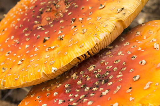 View of Fly Agaric mushrooms with vibrant red caps and white spots growing on the forest floor in Bean Woods, Kent, United Kingdom.