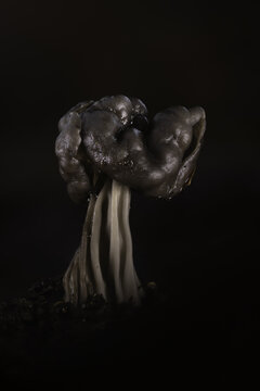 View of a black helvella fungus with its characteristic lobed, saddle-shaped cap and fluted stem growing in soil in Hampshire, United Kingdom.
