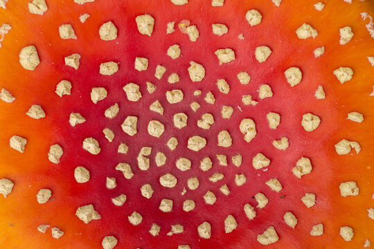 View of a vibrant red Fly Agaric mushroom cap with characteristic white warts, showing the detailed texture and pattern of the fungus in Bean Woods, Kent, United Kingdom.