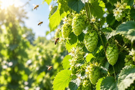 Sunlight filtering through lush green hop bines with delicate flowers and bees.