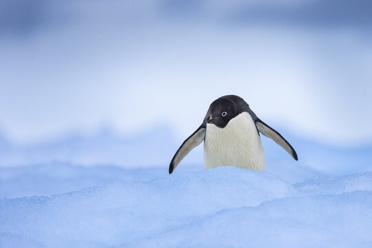 View of an Adelie penguin standing on blue ice in Antarctica.