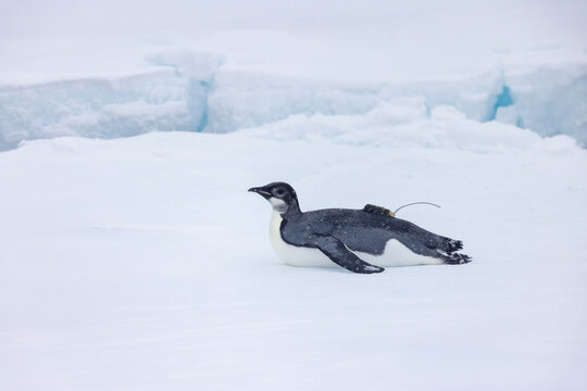 View of a young emperor penguin with a tracking device on its back resting on the snow and ice in Snow Hill, Antarctica.