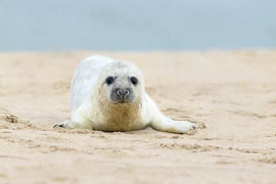 View of a young grey seal pup resting on the sandy beach in Norfolk, United Kingdom.