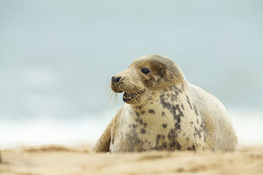 View of a grey seal resting on the sandy beach, Norfolk, United Kingdom.