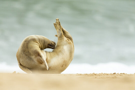 View of a grey seal scratching its body while resting on the sandy beach in Norfolk, United Kingdom.
