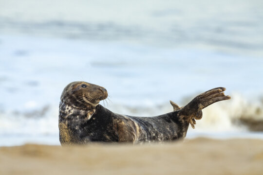 View of a grey seal resting on the sandy beach with the sea in the background in Norfolk, United Kingdom.