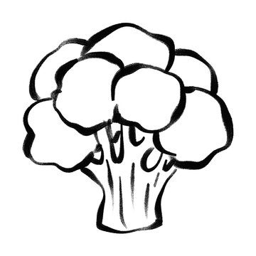 Hand drawn broccoli vegetable sketch illustration