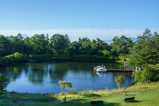 Swan pedal boats moored beside a tree-lined lake under a blue sky
