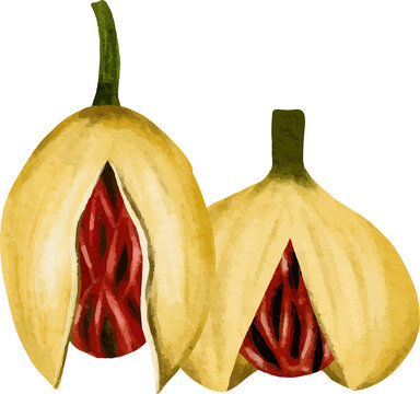 Two ripe nutmeg fruits one split open to reveal the aril and seed watercolor illustration