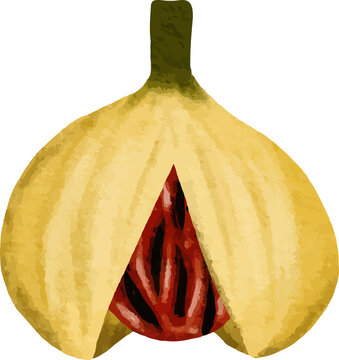 Cross section of a ripe yellow fig fruit showing the juicy red pulp and seeds isolated on white background illustration