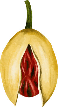 Cross section of a nutmeg fruit showing the aril and seed inside isolated on white background watercolor style illustration