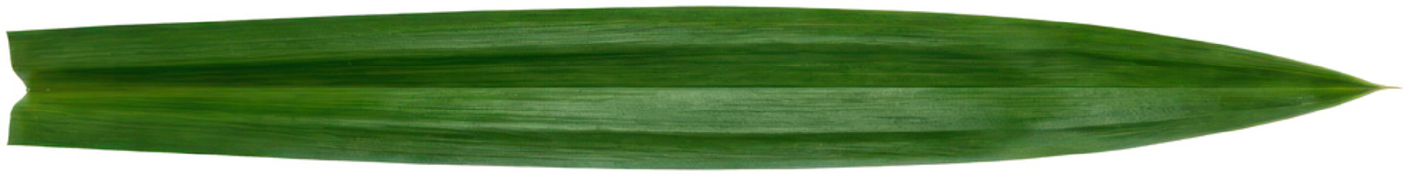 Long narrow green pandan leaf blade