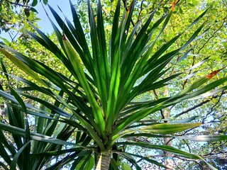 Bali Pandan or cabbage tree (Cordyline australis) has distinctive features of elongated, fresh green leaves, neatly arranged to form a crown. © Nana Enes AS