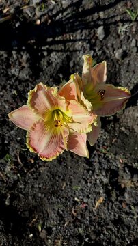 Blooming flower. Bright pink orange day-lily blooms on backdrop of brown earth on sunny summer day. Flower garden daylilies blossoming, fully blossomed. Nature backdrop. Natural background Vertical