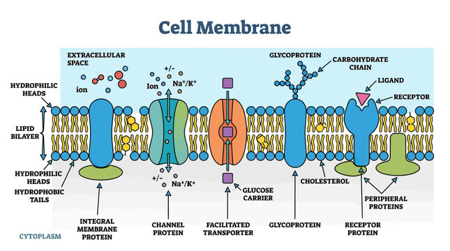 Cell Membrane Structure and Function Diagram