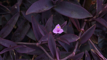 Blooming Violets in the Garden © Jingjing Song