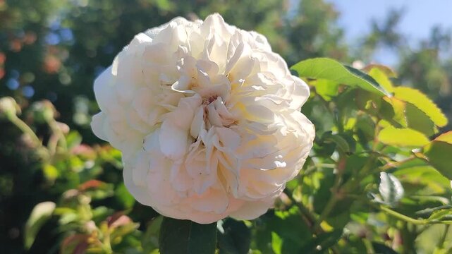 A blooming white flower. A bright red rose blooms against a backdrop of green leaves on a sunny summer day. Flower garden rose blossoming and fully blossomed. Nature backdrop. Natural background