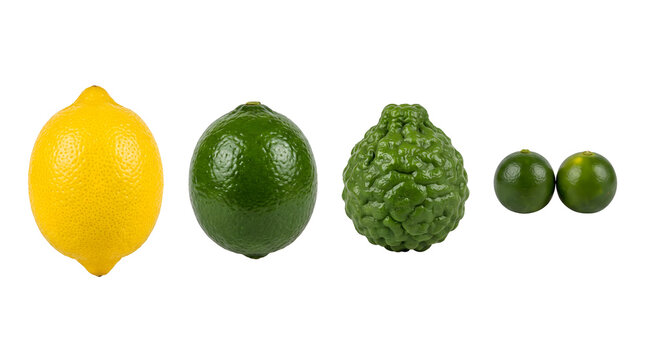 A collection of fresh citrus fruits including lemon, lime, and kaffir lime arranged in a horizontal row against a clean, plain white studio background