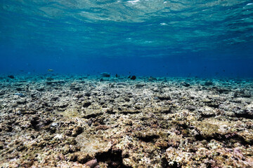 Tropical coral reef landscape with blue ocean and sunlight © Satoshi