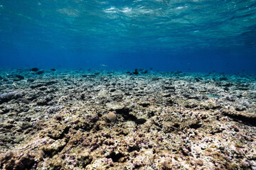 Beautiful coral reef landscape beneath the surface of the tropical ocean © Satoshi
