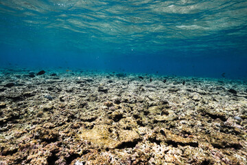 Underwater view of a vast coral reef beneath clear blue water © Satoshi