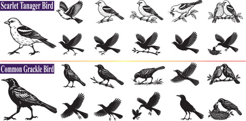 Fototapeta premium Common Grackle and Scarlet Tanager Birds Vector Set